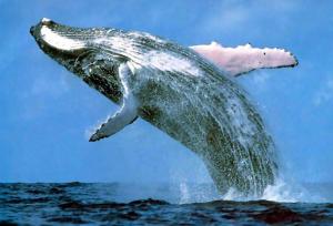 Hervey_Bay_Whales_and_Fraser_Island__Tour